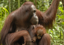 Новое исследование Кембриджского университета перевернуло наши представления о сексуальном поведении видов