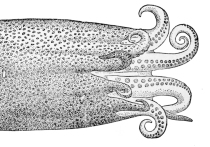 На холодном песке пляжа у устья реки Итан в Ньюбурге (Абердиншир) отдыхающие обнаружили нечто, напоминающее фрагменты инопланетного существа