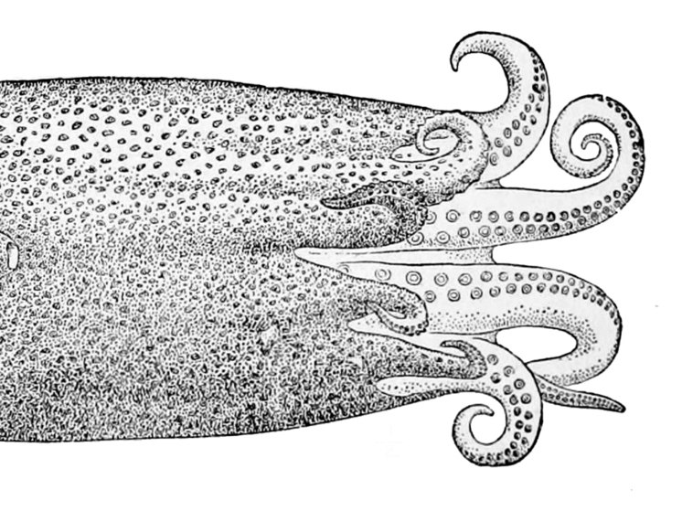 На берегу Шотландии выловили странное существо с семью конечностями