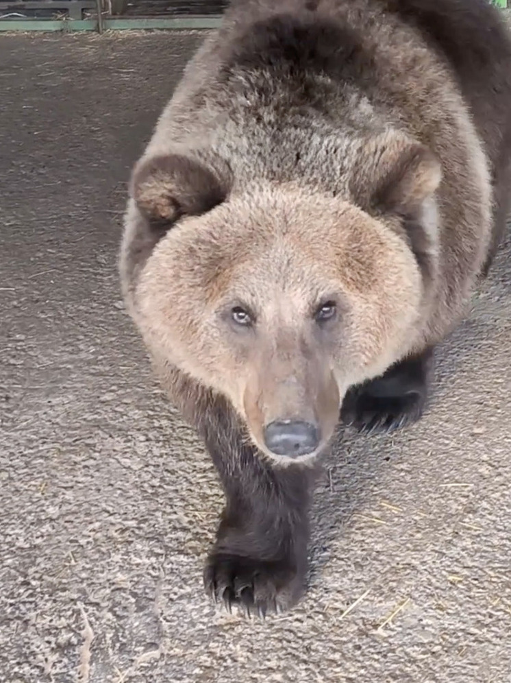 Самарский зоопарк проведет тематический «День медведя» 12 декабря