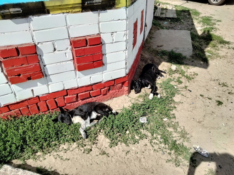 Администрация района Марий Эл должна компенсировать ребенку укус собаки