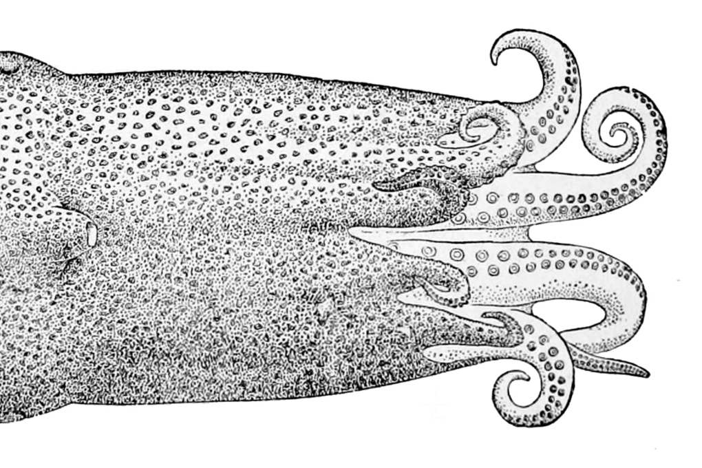 Настоящий Демогоргон? Тайна семирукого осьминога на шотландском берегу