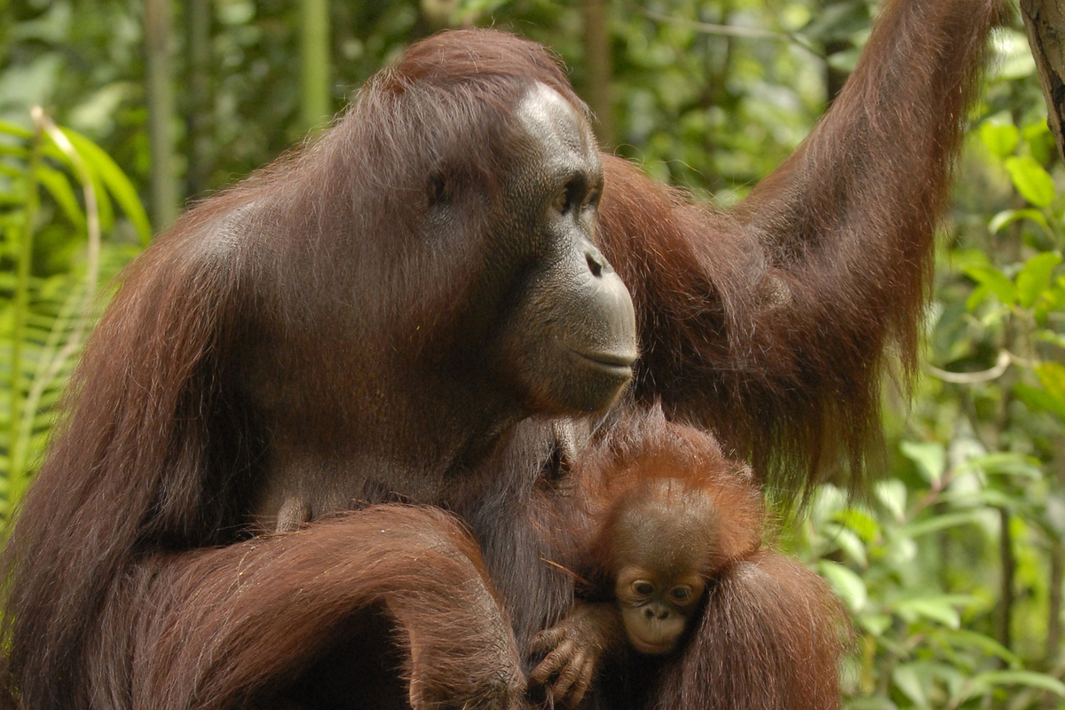 Человек против шимпанзе: кто вернее? Учёные составили рейтинг моногамности