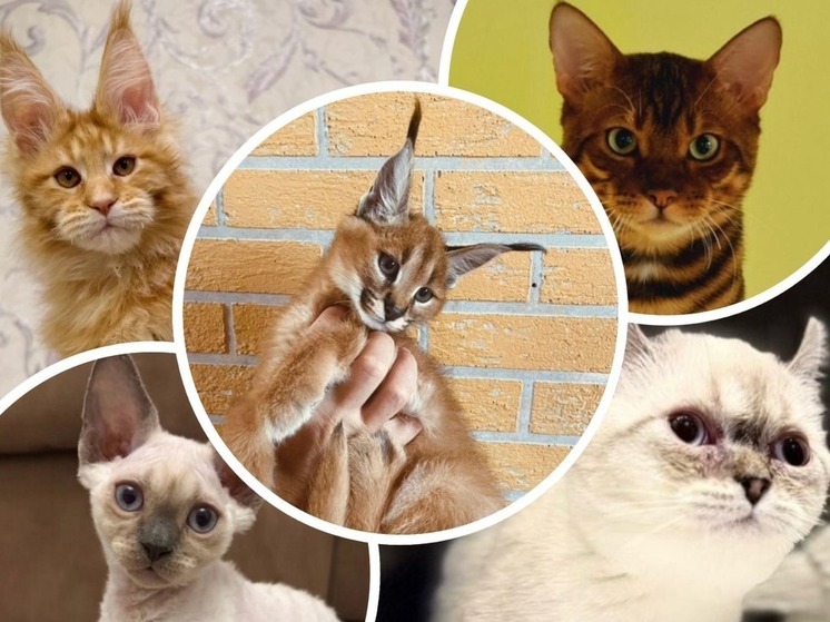 Топ-3 самых дорогих котят выше 100 тысяч рублей  в Ростове