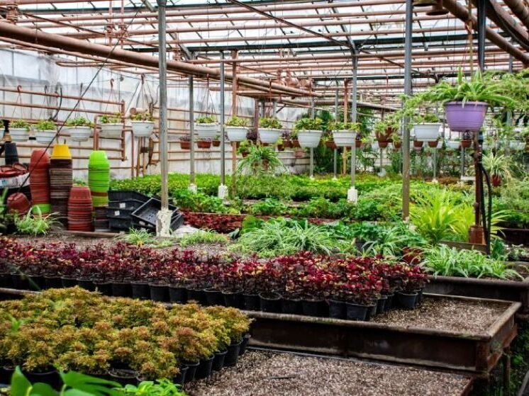 В белгородских теплицах вырастят 600 тысяч однолетних растений