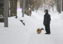 В народном календаре 11 декабря — особый день, посвящённый лесной птице сойке, которую наши предки почитали как вещунью и покровительницу удачи. Считалось, что на её крыльях есть маленькие зеркальца, в которых можно увидеть будущее. Как провести этот день, чтобы не спугнуть счастье и благополучие?