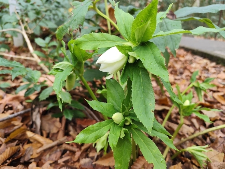 В Тисо-самшитовой роще в Сочи расцвел реликтовый зимовник