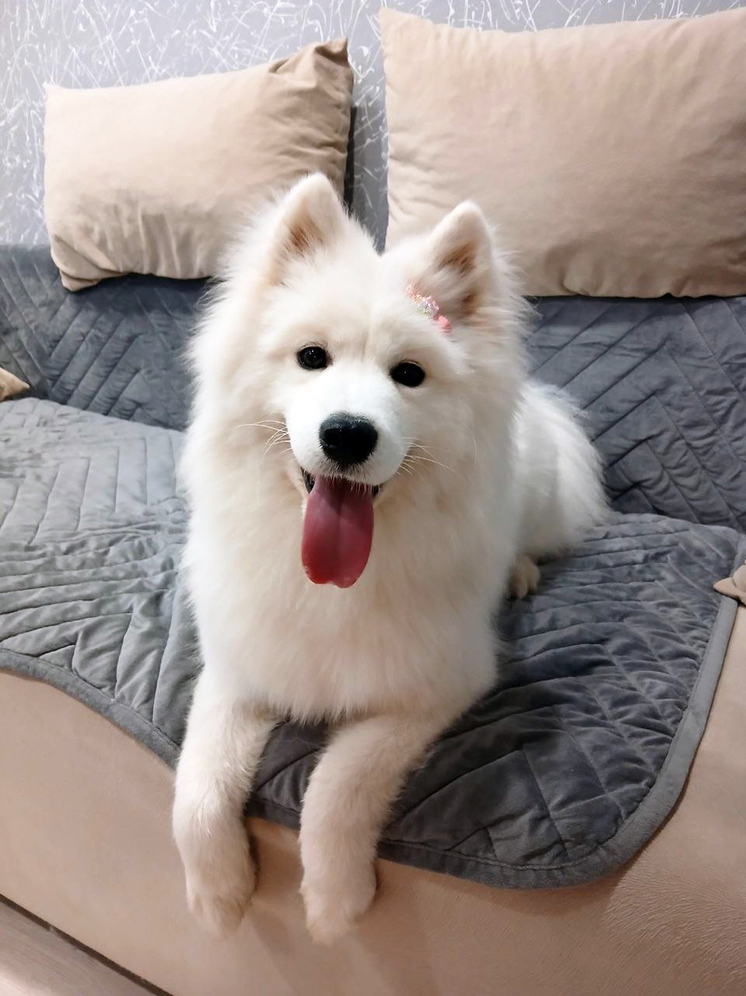 Северные собаки приедут в тюменский «Родник»