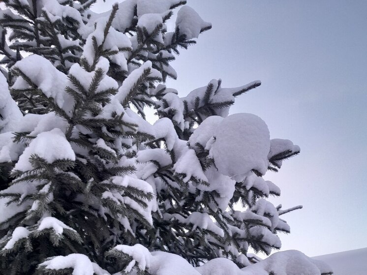 Жители Якутска могут выбрать живую ель к праздникам