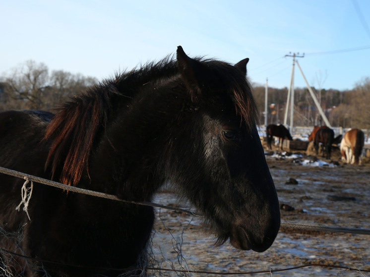 Россиянки стали вдвое чаще перекрашиваться в оттенки красного перед Новым годом