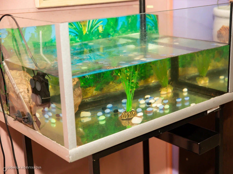 В Петрозаводске появится уникальный "Подводный музей", где посетители смогут наблюдать за живыми рыбами