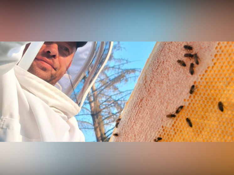 Фермер из Карелии получает помощь от пчёл для выращивания качественных сортов малины