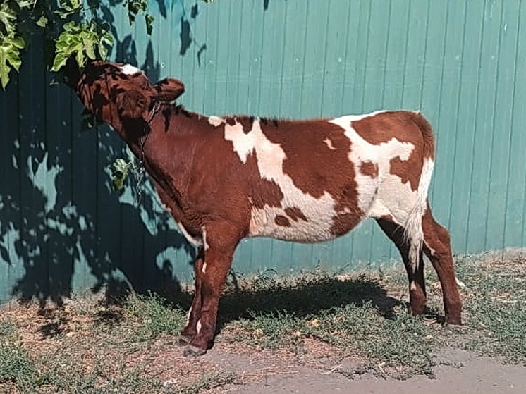 Жительница Подмосковья поселила корову у себя в доме