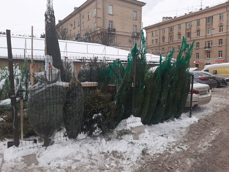 Россиян предупредили, чем грозит самовольно срубленная елка