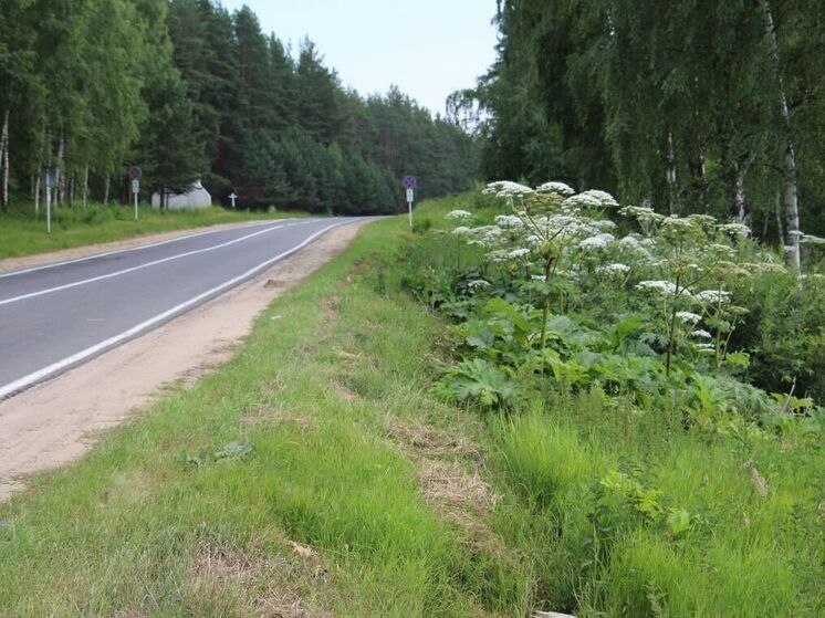 Городским властям выписали штраф за борщевик