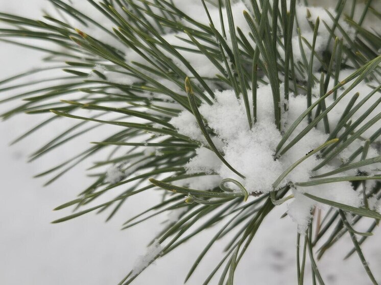 В Кадомском районе высота снежного покрова достигла трёх сантиметров