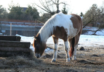 В Волгоградской области продолжается расследование жестокого нападения на животных в конном клубе «У Озера»
