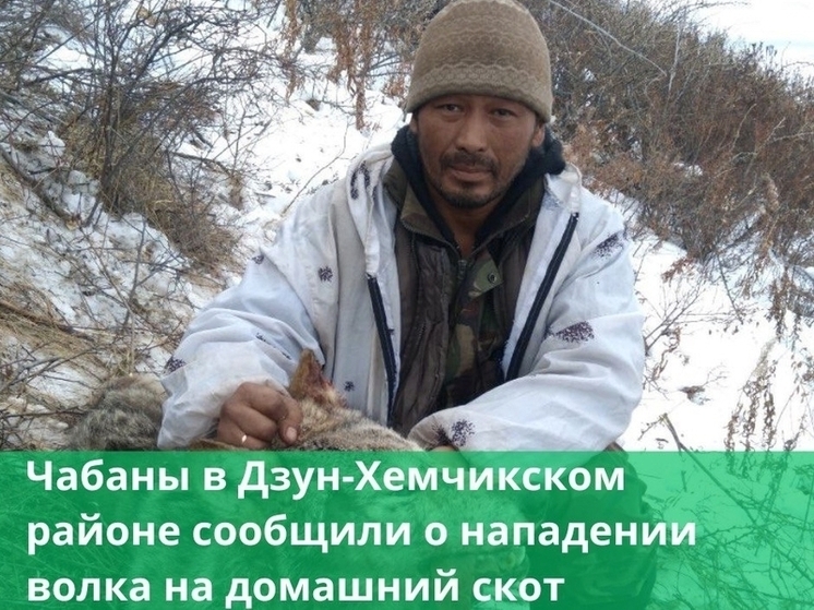 Животноводы: в селах Тувы волки давят скот