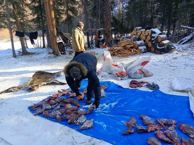Охотинспекторы Тувы  изъяли у браконьеров 15 особей кабарги, двух медведей, марала и соболь