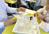 В школе села Мичуринское Хабаровского района заработал первый в регионе агрокласс — учебное пространство, где дети могут изучать сельское хозяйство не по картинкам в учебнике, а через реальные эксперименты, лабораторные исследования и работу с современной техникой, сообщили в пресс-службе правительства Хабаровского края