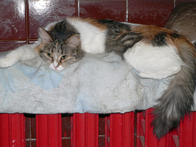 Депутат Госдумы РФ предупредила о критичном износе коммунальной инфраструктуры