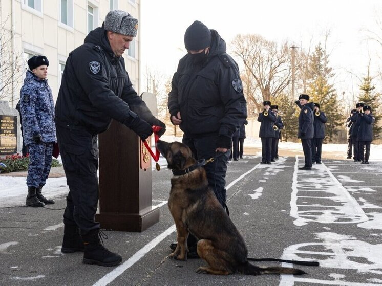 В Хабаровске на заслуженный отдых проводили боевого пса Росгвардии