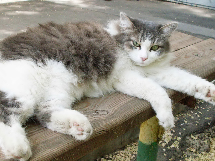 У каждой второй саратовской кошки обнаружен иммунодефицит