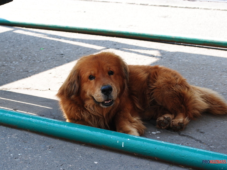В Кузбассе суд выяснил, что мэрия перестала вылавливать бездомных собак