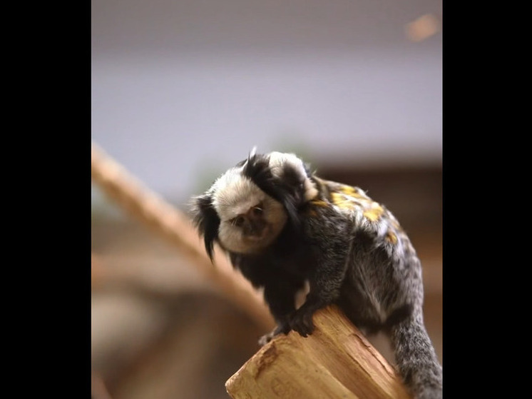 В Новосибирском зоопарке родился детёныш игрунки Жоффруа