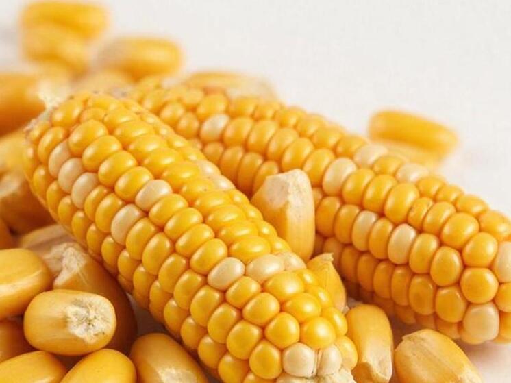 Опасный токсин обнаружен в крупной партии кукурузы под Курском