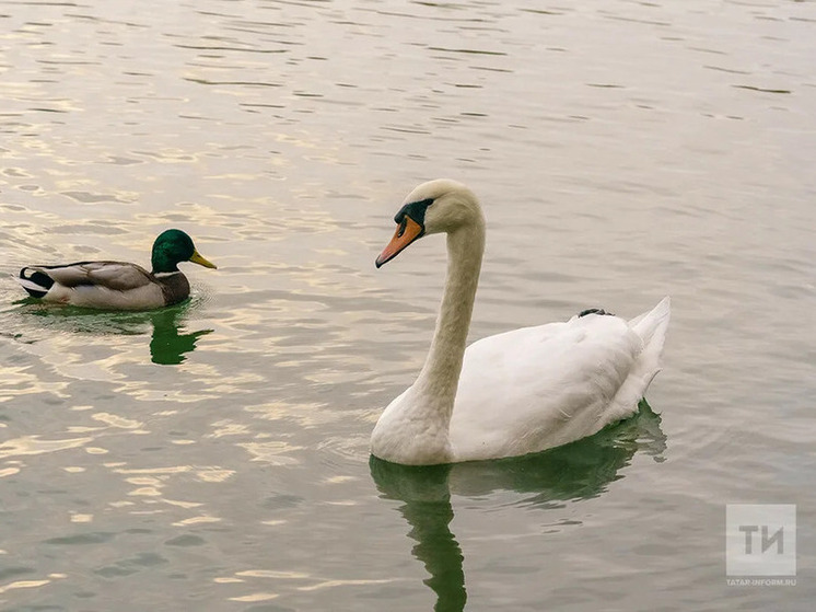 В Татарстане спасли раненого лебедя