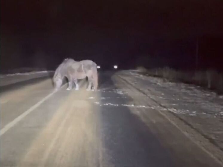 Костромские ДТП — не лоси, так лошади...