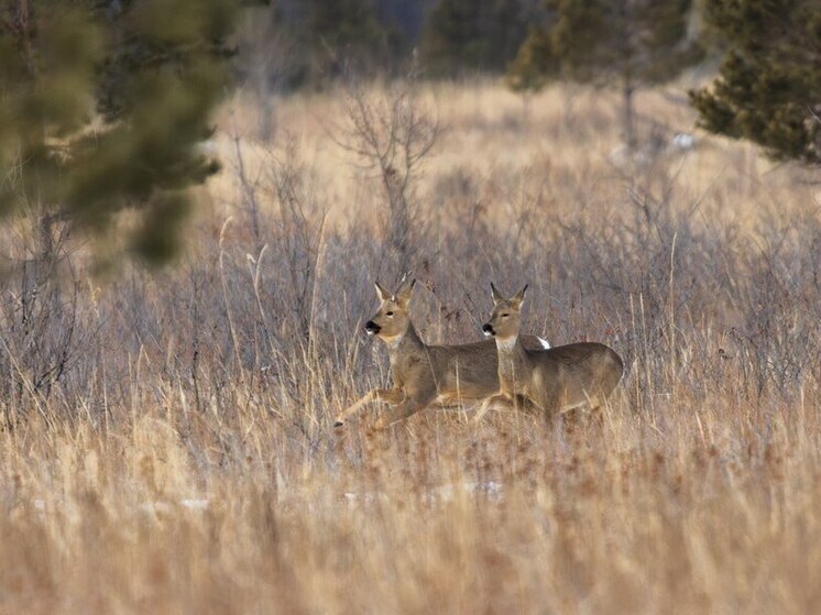 Больше 5 тысяч косуль насчитали в Даурском заповеднике
