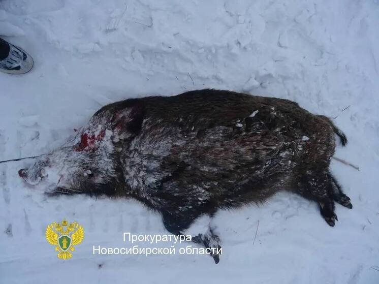Трое охотников в Новосибирской области осуждены за убийство кабана в заповеднике
