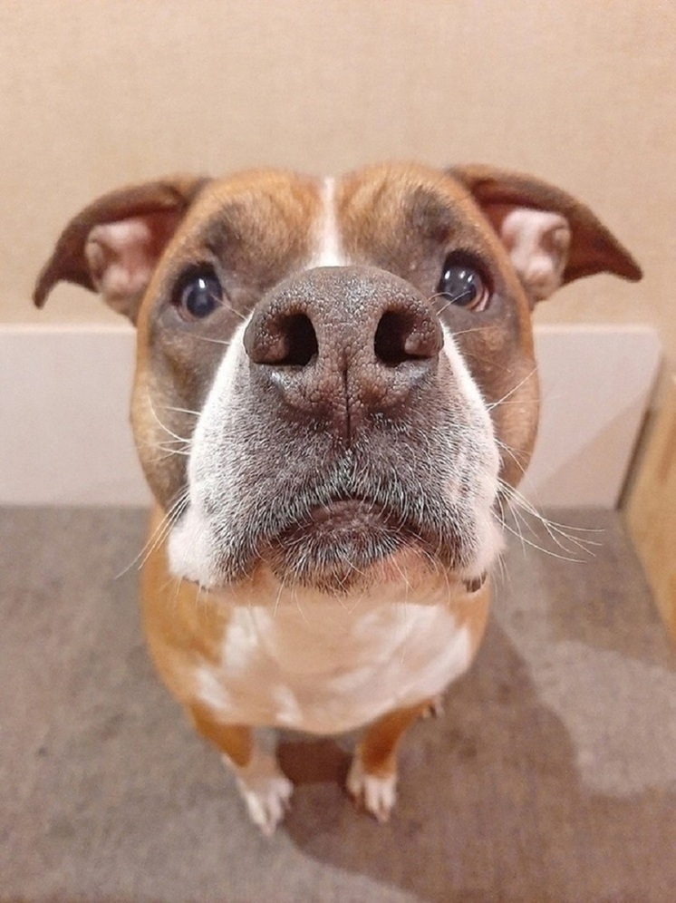 178 тысяч заплатил хозяин собаки, укусившей за лицо девочку в Ямальском районе