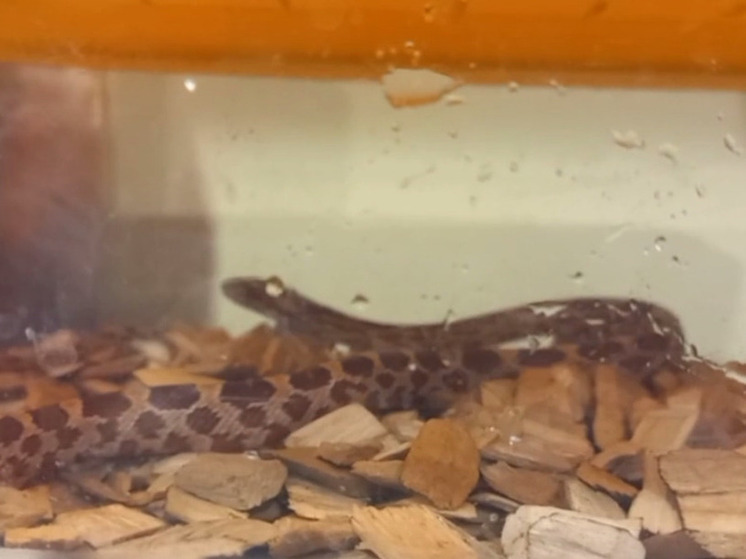 В калужской квартире нашли змею