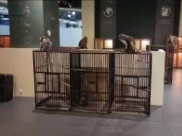 В Улан-Удэ за работу без лицензии оштрафован мини-зоопарк