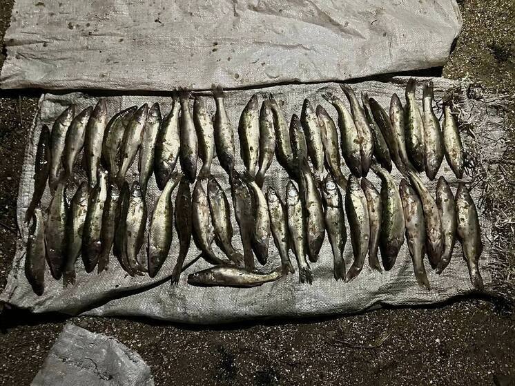 В Новоазовске пресекли факт незаконного вылова рыбы