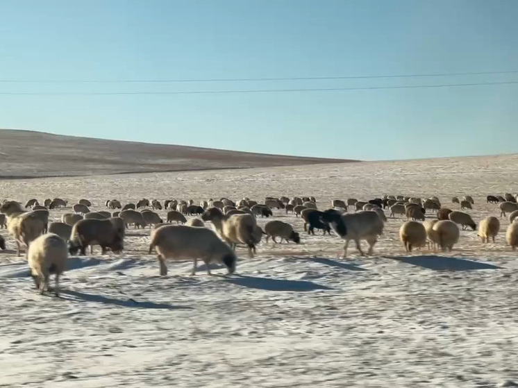 В районе Бурятии овцеводам передали 108 баранов для обновления генофонда