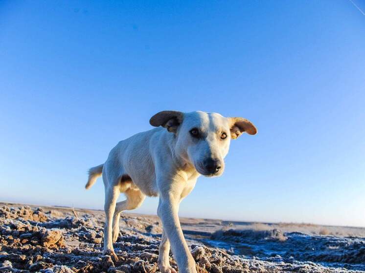Кинолог назвал волгоградцам главную опасность для собак зимой