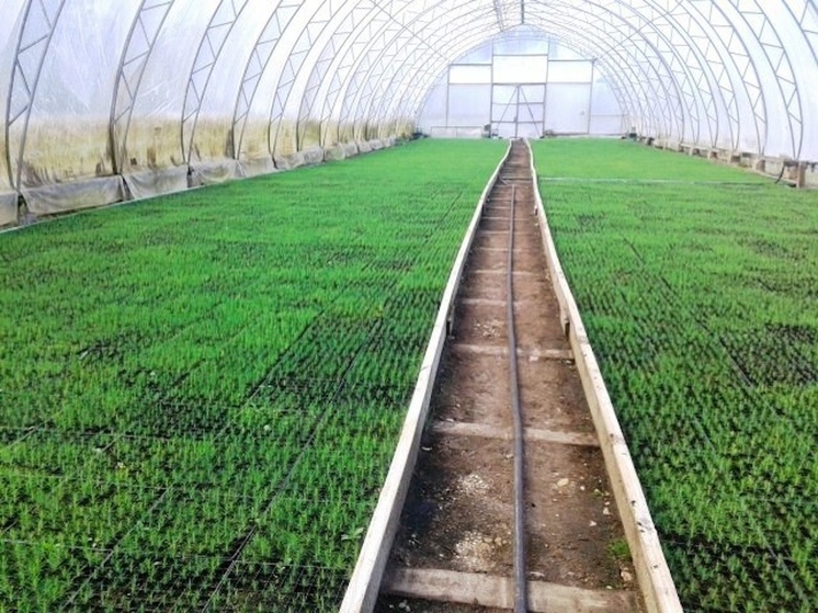 Вельский питомник вырастил 600 тысяч сеянцев хвойных деревьев в 2025 году