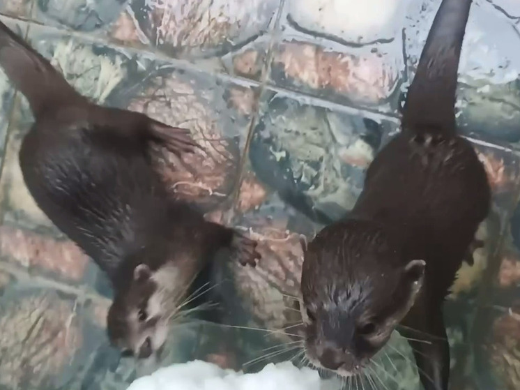 Зимние забавы: выдры из Белгородского зоопарка играют в снежки