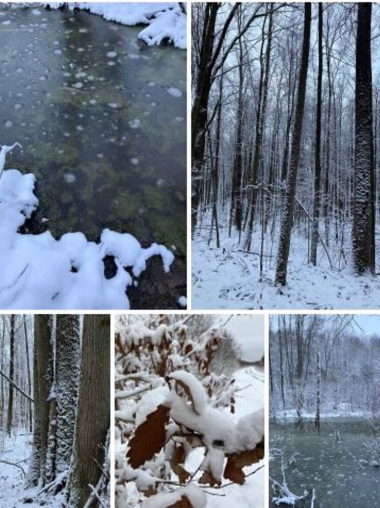 «Пришла!»: в калужском заповеднике встречают зиму
