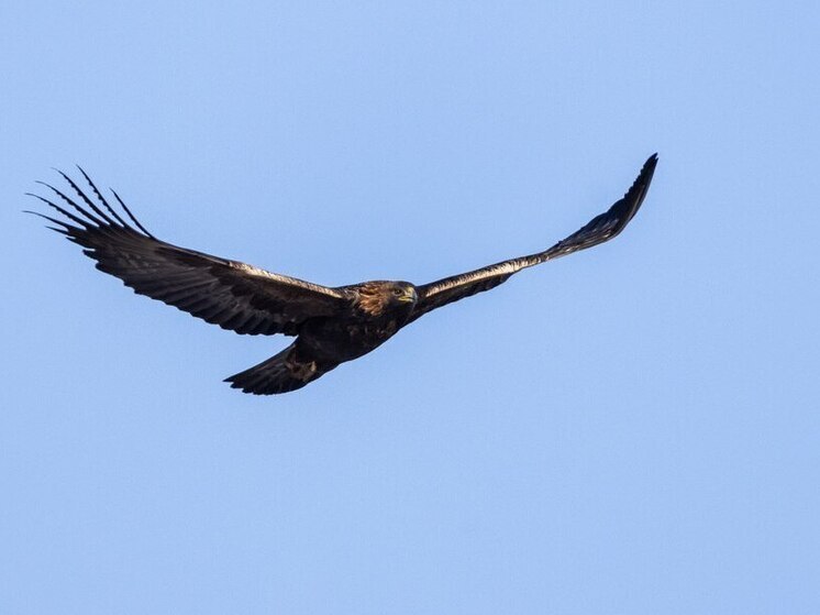 Численность беркутов сократилась в заповеднике Забайкалья