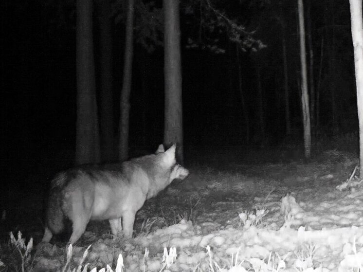 Видеоловушка биолога Глазкова сняла во Всеволожском районе толстого волка
