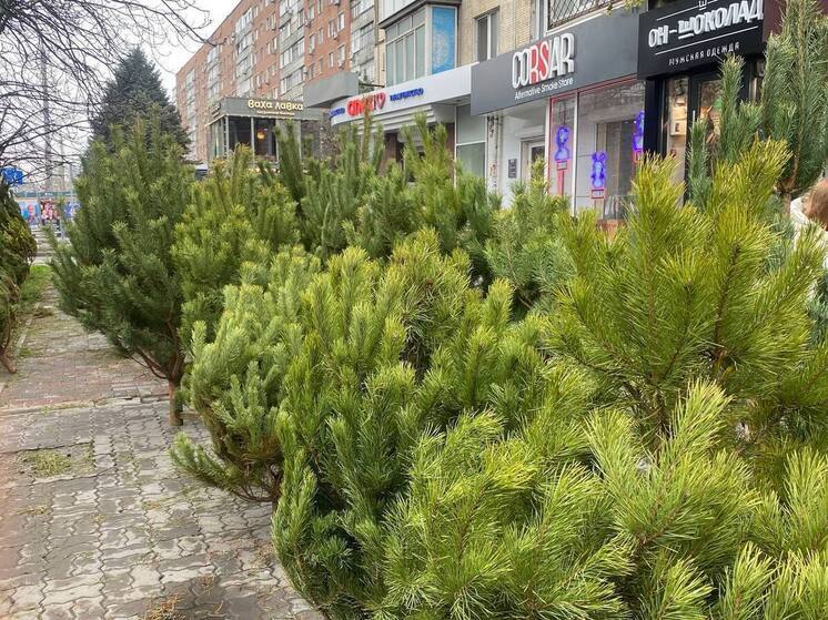 Новый елочный рынок начал работу в Ростове-на-Дону