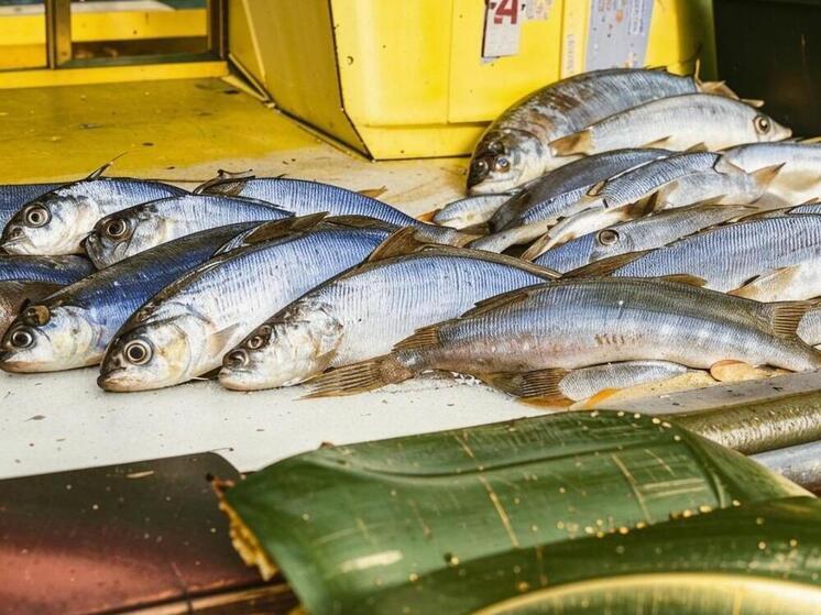 На КПП в Дагестане пресекли попытку незаконной перевозки почти 8 кг осетровых рыб