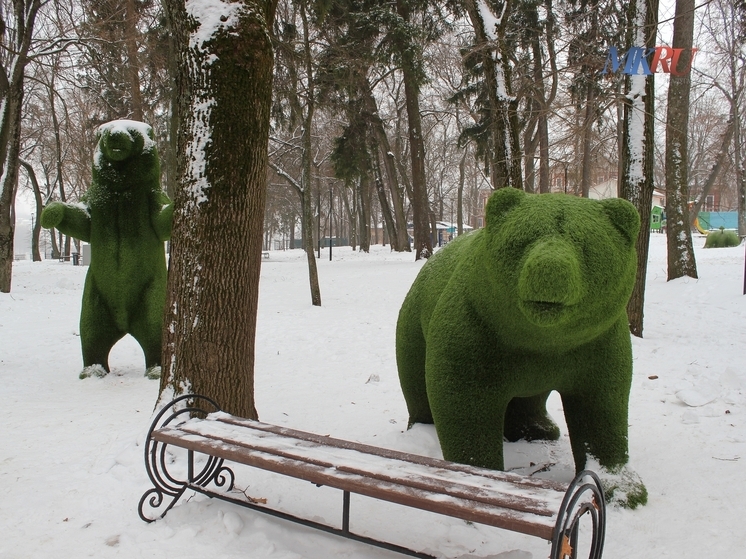 В Калужской области сократилась популяция бурых медведей