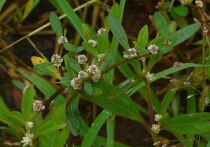 Бразильские учёные научно подтвердили, что растение альтернантера, традиционно используемое в народной медицине, обладает выраженными противовоспалительными, обезболивающими и противоартритными свойствами