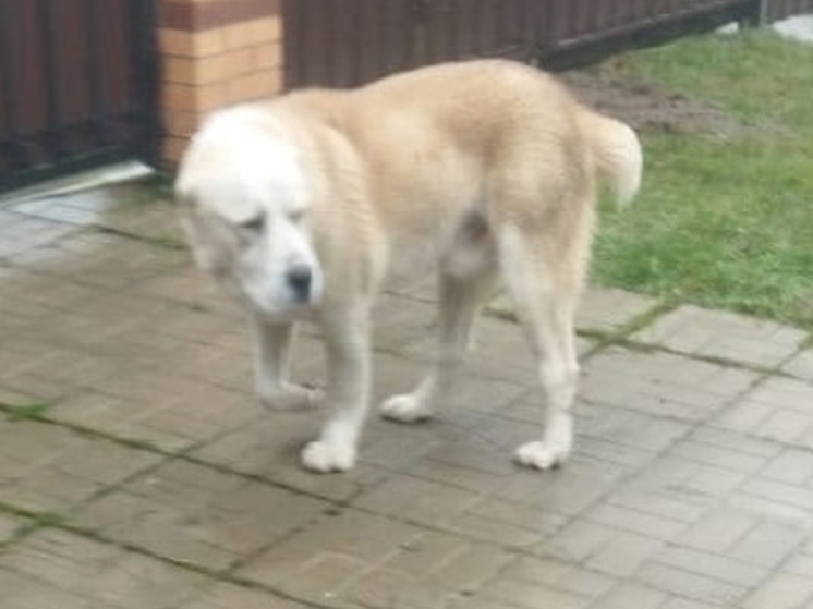 В Жуковском районе ищут хозяина алабая